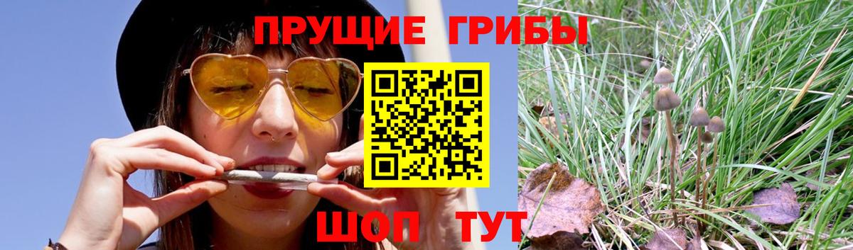 Урюпинск  Галлюциногенные грибы прущие грибы  цена   Псилоцибиновые грибы прущие грибы  Вход с VPN 